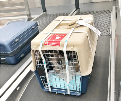 金华宠物托运 宠物托运公司 机场宠物托运 宠物空运